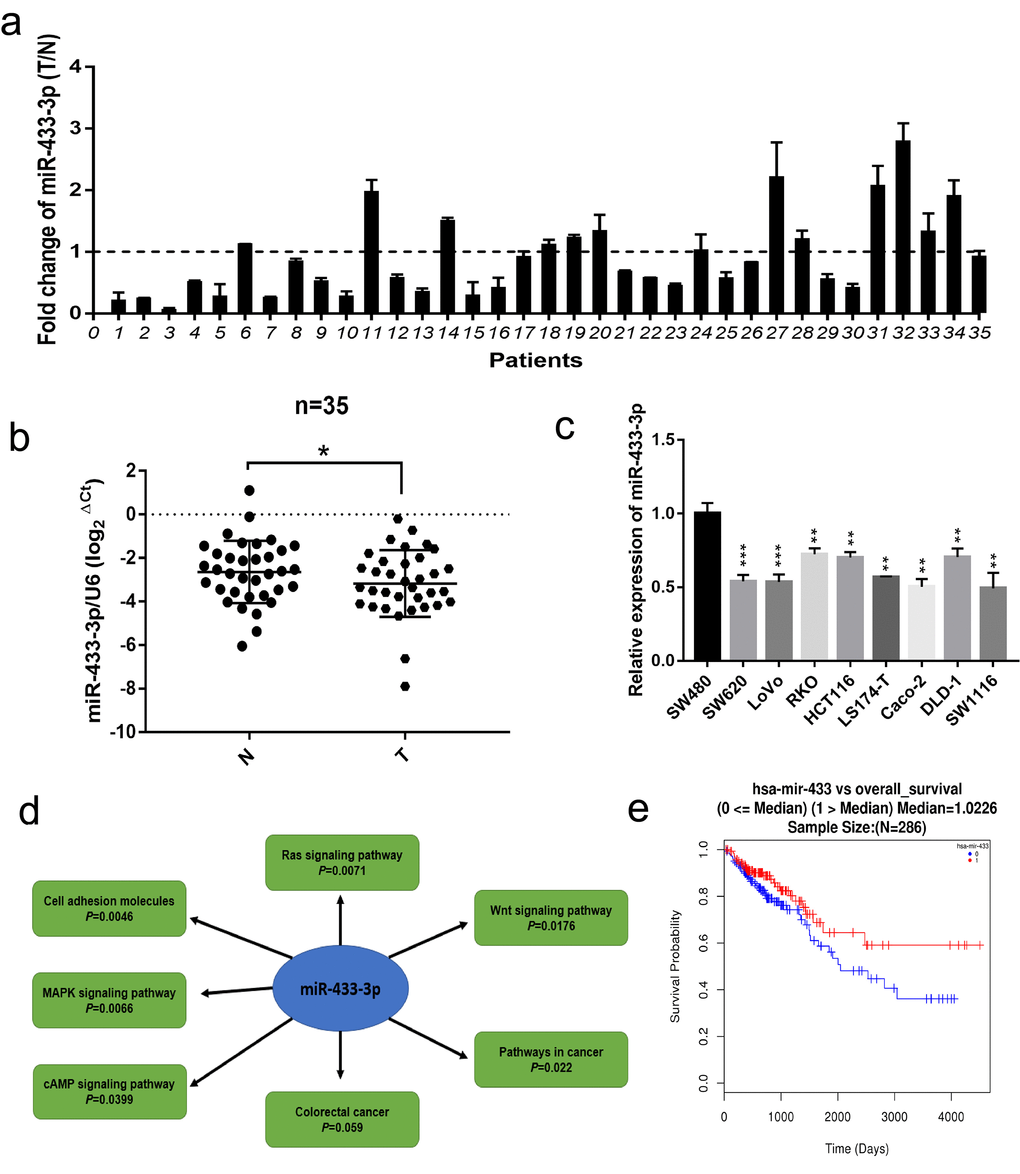 miR-433 was downregulated in CRC specimens and cell lines and correlated with signaling pathway associated with CRC progression. (a) The relative expression ratio of miR-433 in 35 paired fresh CRC and adjacent normal mucosa specimens (T, tumor; N, adjacent normal mucosa). (b) miR-433 was significantly underexpressed in CRC than adjacent normal mucosa by qRT-PCR (miR-433 referenced to U6). (c) The expression of miR-433 in several CRC cell lines. (d) The signaling pathways connected with miR-433 were mined in the miRWalk 3.0 database. (e) A survival curve relative to miR-433 expression median in CRC was plotted using the LinkedOmics database. *, ppp