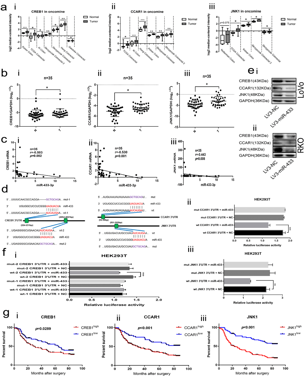 CREB1, CCAR1 and JNK1 were the direct targets of miR-433. (a) Bioinformatics analyses showed overexpression of CREB1 (i), CCAR1 (ii) and JNK1 (iii) in the Oncomine database. (b) Real-time PCR manifested upregulation of CREB1 (i), CCAR1 (ii) and JNK1 (iii) in 35 paired CRC and normal mucosa specimens. (c) Bi-variable correlation analyses revealed that CREB1 (i), CCAR1 (ii) and JNK1 (iii) were all significantly correlated with miR-433 in 35 paired tissues. (d) A schematic of the putative binding sites between miR-433 and its targets according to the TargetScan database. (e) Western blot illustrating that miR-433 inhibited the expression of CREB1, CCAR1 and JNK1 in LoVo (i) and RKO (ii) cells. (f) Dual luciferase assays showing that miR-433 directly targets CREB1 (i), CCAR1 (ii) and JNK1 (iii). (g) Kaplan-Meier analysis combined with the log-rank method indicated that CRC patients with higher expression of CREB1 (i), CCAR1(ii) or JNK1 (iii) had a poorer prognosis. *, ppp