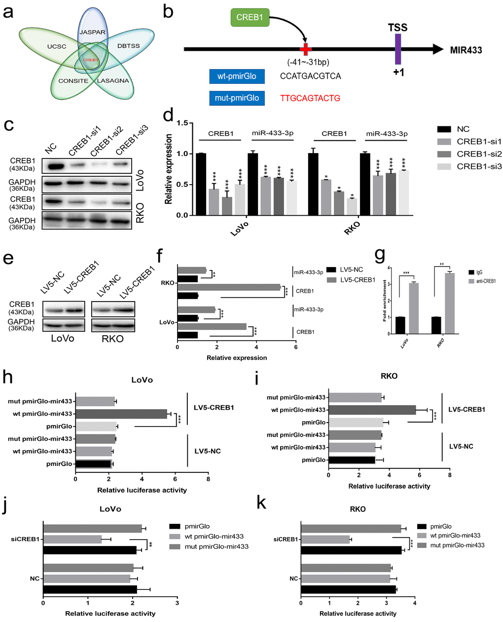 CREB1 transactivated the expression of miR-433. (a) UCSC aligned DBTSS, JASPAR, CONSITE and LASAGNA databases demonstrated that CREB1 could bind to the promotor region of miR-433. (b) The predicted binding sites and mutation sequences are presented. (c-d) Downregulation of miR-433-3p was observed when CREB1 was silenced with siRNA at the mRNA and protein level in LoVo and RKO cells through real-time PCR and western blot. (e-f) The expression of miR-433-3p was subsequently upregulated after overexpression of CREB1 in LoVo and RKO cells by qRT-PCR and western blot. (g) ChIP-qPCR assay indicated that anti-CREB1 enriched much more DNA fragment which contains putative CREB1 binding site on the miR-433 promotor relative to IgG. (h-k) Luciferase assays confirmed the specific targeting relationship between CREB1 and the miR-433 promotor (pmirGlo, empty luciferase reporter vector; wt pmirGlo-mir433, wild-type luciferase reporter plasmid of miR-433 promotor containing putative CREB1 binding site; mut pmirGlo-mir433, luciferase reporter plasmid of miR-433 promotor which mutated putative CREB1 binding site; LV5-NC, lentivirus package of empty vector; LV5-CREB1, lentivirus package of CREB1 overexpressing plasmid). *, ppp