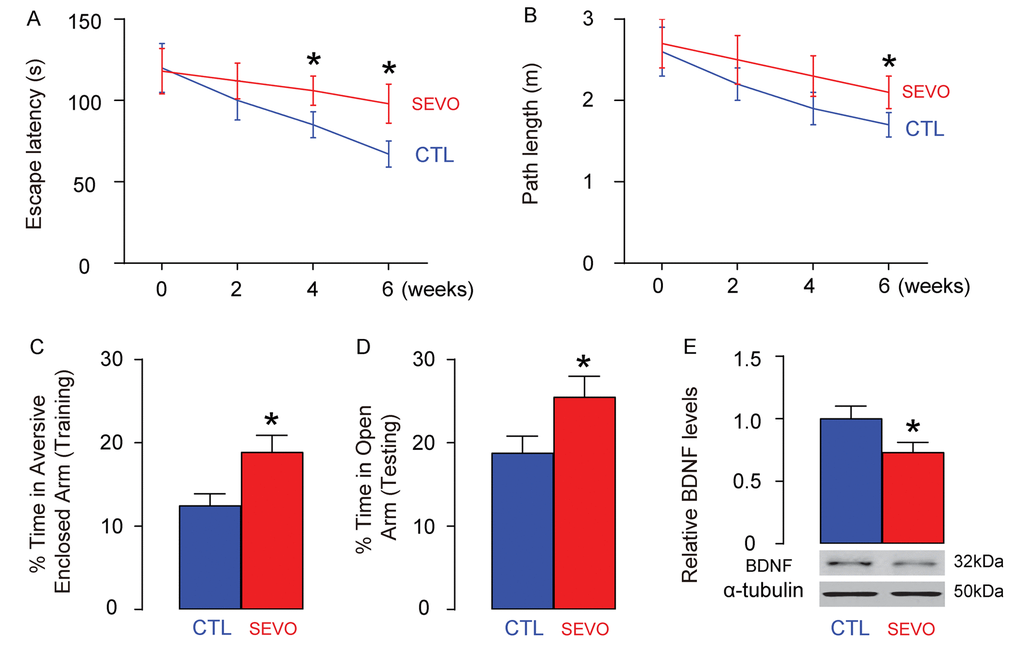 SEVO impairs learning, memory and neuron proliferation of neonatal rats. Neonatal rats were separated into 2 groups of ten of each. The control group (CTL) was exposed to normal gas and the SEVO group was exposed to 5% SEVO for 4 hours. (A-B) Morris water maze test. (A) Escape latency. (B) Path length. (C-D) PM-DAT at 6 weeks after SEVO exposure. (C) Time spent in aversive arm at training period. (D) Time spent in open arm at testing period. (E) Western blotting for BDNF in rat brain. (F-G) Ki-67 staining in the hippocampal area of rat brain, 6 weeks after SEVO exposure, by representative images (F), and by quantification (G). *p