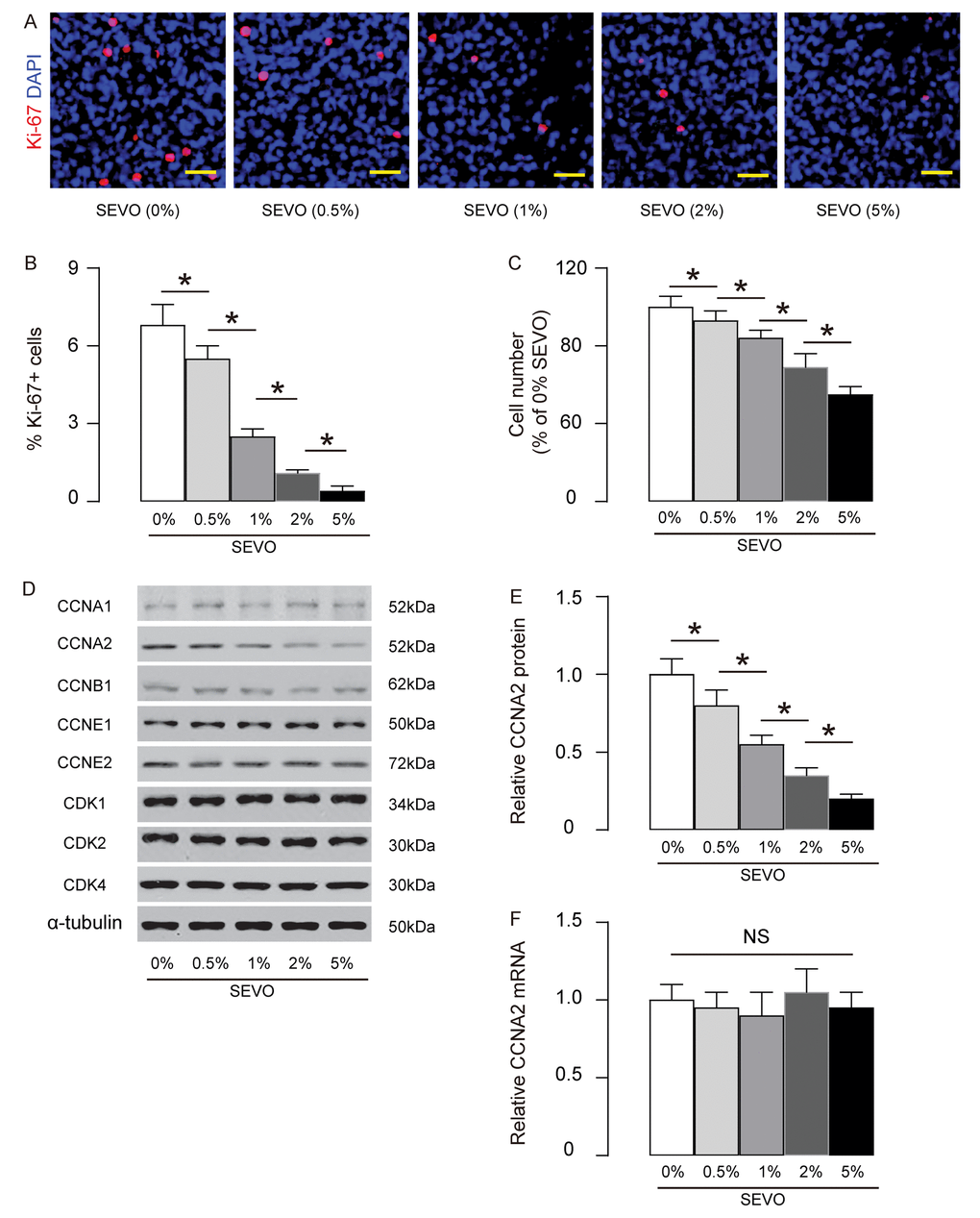 SEVO impairs neuron cell proliferation in vitro likely through decreasing CCNA2. Identical number of HCV-2 neural cells was exposed to different doses of SEVO for 48 hours and then subjected to analysis. (A-B) Ki-67+ staining on HCN-2 cells, shown by representative images (A), and by quantification (B). (C) The total cell number based on DAPI staining. (D) Western blotting for CDKs and cyclins in 5% SEVO-exposed HCN-2 cells vs gas-exposed HCN-2 cells. (E) Quantification of changes in CCNA2 protein. (F) RT-qPCR for CCNA2 mRNA. *p