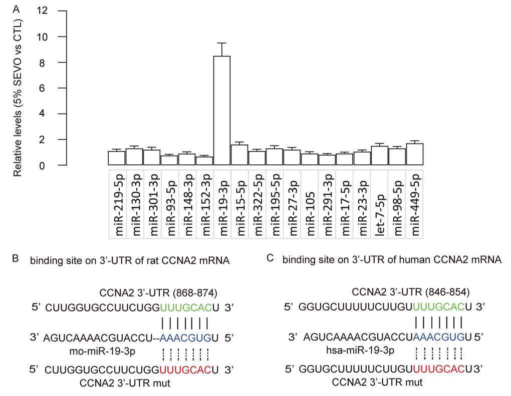 SEVO upregulates miR-19-3p in neuron cells. (A) RT-qPCR for 18 CCNA2-targeting miRNAs in HCN-2 cells exposed to either 5% SEVO or CTL gas. (B-C) Bioinformatics analysis showed predictive binding of miR-19-3p onto 3’-UTR of CCNA2 mRNA of rat (B) and human (C). N=5.