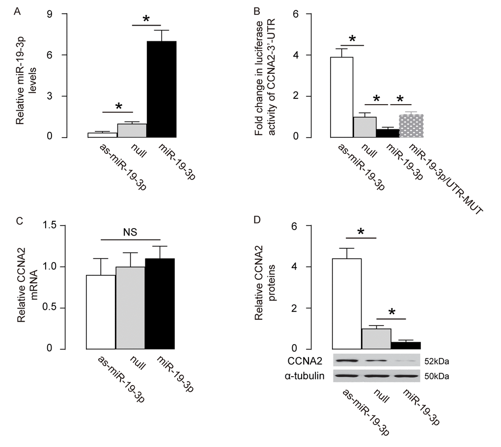 MiR-19-3p targets CCNA2 to suppress its translation in neural cells. (A) MiR-19-3p was overexpressed by a plasmid carrying miR-19-3p or knocked down by a plasmid carrying as-miR-19-3p in a human neural cell line, HCN-2. Transfection with a null sequence was used as a control. RT-qPCR for miR-19-3p levels in these cells. (B) An intact 3'-UTR of CCNA2 mRNA (CCNA2 3'-UTR) and an 3'-UTR of CCNA2 mRNA with a mutant at miR-19-3p-binding site (CCNA2 3'-UTR mut) were prepared. A dual luciferase reporter assay was performed using combinations of one miR-19-3p-modifying plasmid and one CCNA2 3’-UTR plasmid. (C-D) RT-qPCR (C) and Western blot (D) for CCNA2 levels in miR-19-3p-modified HCN-2 cells. *p