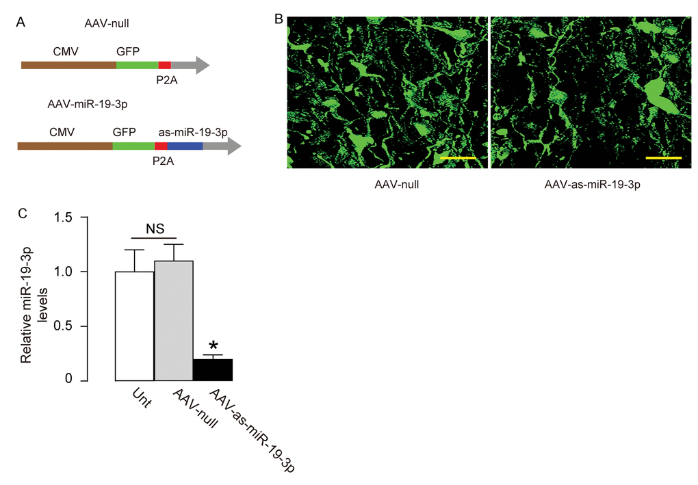 Generation of AAVs that express as-miR-19-3p. (A) Schematic showing AAVs carrying as-miR-19-3p under the control of a CMV promoter and AAV carrying null under the control of a CMV promoter as a control. The viral backbone had a GFP reporter, which was co-expressed with the transgene, which allowed the transduced cells to be visualized by green fluorescence. (B) Transduced HCN-2 cell in culture. (C) RT-qPCR for miR-19-3p in AAV-as-miR-19-3p-transduced cells, un-transduced cells (UnT) and null-transduced cells. *p