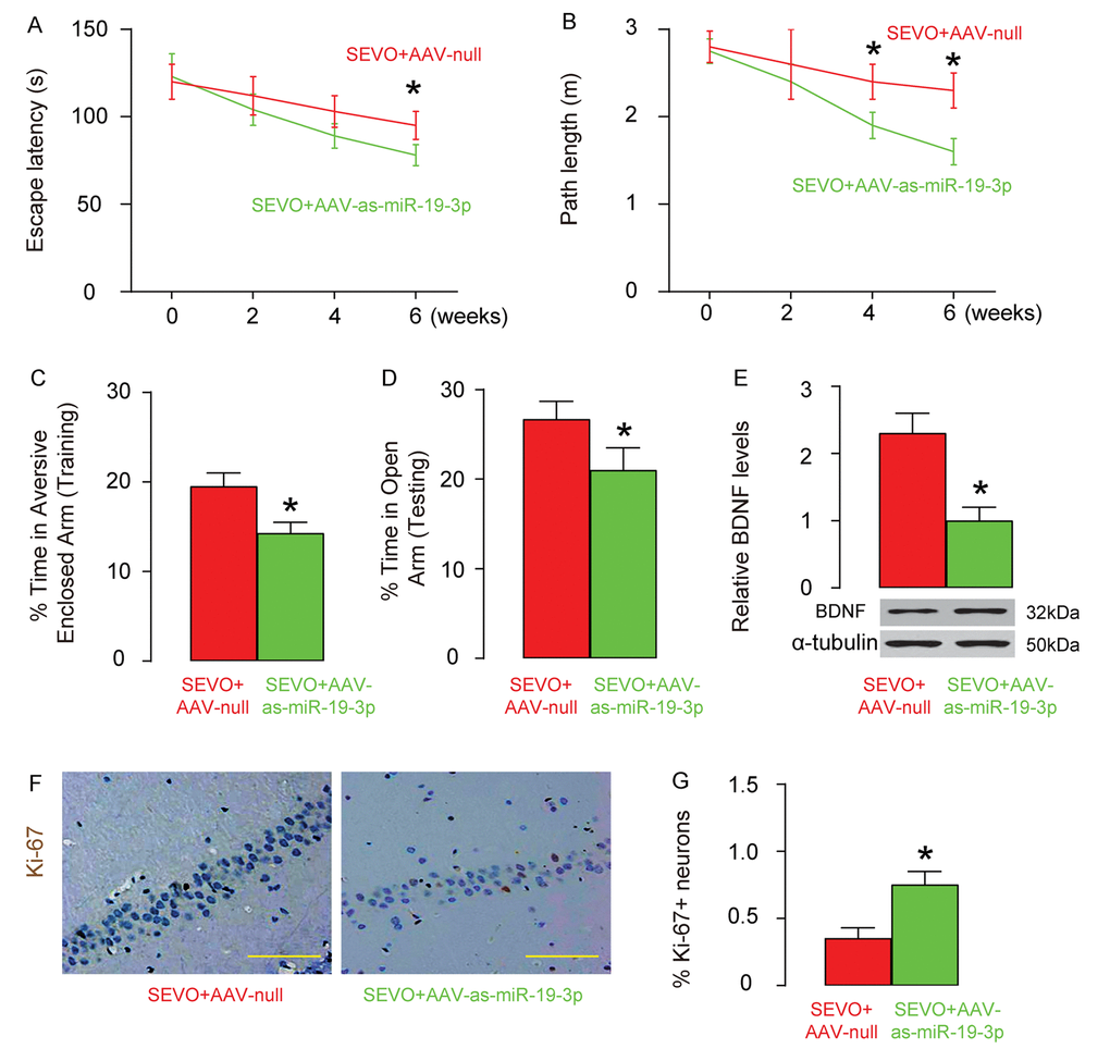 Abolishment of miR-19-3p upregulation protects neuron proliferation, and learning and memory of rats that were exposed to SEVO. AAV-as-miR-19-3p or AAV-null was intracranially injected into the bilateral hippocampi of the neonatal rats (n=10 in each group). One weeks after injection, SEVO exposure was performed on these rats. (A-B) Morris water maze test. (A) Escape latency. (B) Path length. (C-D) PM-DAT at 6 weeks after SEVO exposure. (C) Time spent in aversive arm at training period. (D) Time spent in open arm at testing period. (E) Western blotting for BDNF in rat brain. (F-G) Ki-67 staining in the hippocampal area of rat brain, 6 weeks after SEVO exposure, by representative images (F), and by quantification (G). *p