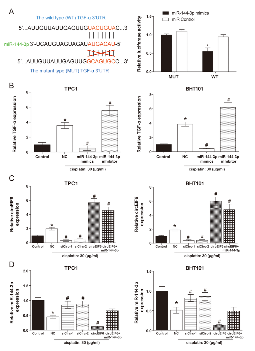 CircEIF6 regulated TGF-α through targeting miR-144-3p in the TPC1 and BHT101 cells with cisplatin treatment. (A) The target binding site between miR-144-3p and TGF-α was revealed and dual luciferase reporter gene assays was used to verify the target relationship between TGF-α and miR-144-3p (Right). *P B) TGF-α mRNA in the TPC1 and BHT101 cells with or without cisplatin treatment was measured after altering miR-144-3p expression and miR-144-3p had an inhibition role on TGF-α under cisplatin treatment. *P #P C) Transfection efficiency was identified after regulating circEIF6 expression in the TPC1 and BHT101 cells with or without cisplatin treatment. *P #P *P #P 