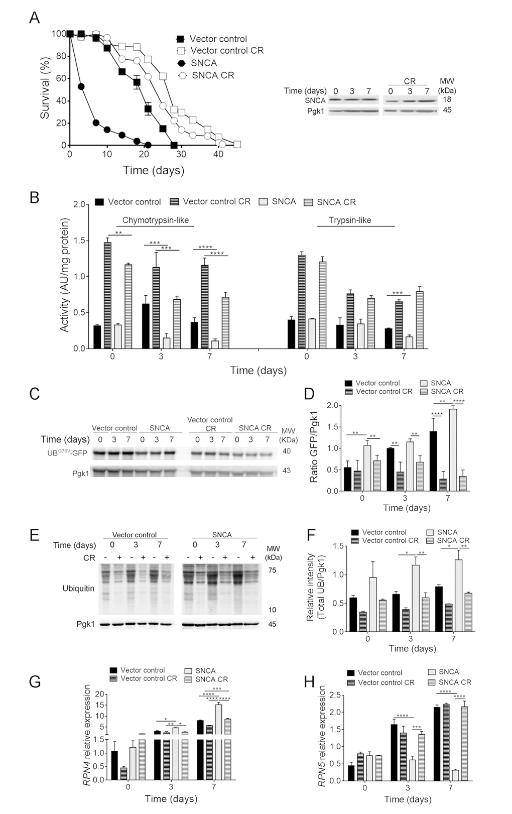 Caloric restriction abrogates α-synuclein (SNCA)-induced toxicity by upregulating ubiquitin-proteasome system activity. (A) Chronological lifespan (CLS) and SNCA levels of stationary wild type cells harbouring the vector control or expressing the human SNCA grown under regular (2% glucose) or CR (0.5% glucose) conditions. (B) Chymotrypsin- and trypsin like activities. The assay was normalized to the total protein amount. (C) UPS activity measured by monitoring the ubiquitin/proteasome-dependent proteolysis of the short-lived protein UBG76V-GFP. GFP was detected by Western blotting using a GFP-specific antibody. (D) Graphical representation of GFP/Pgk1 obtained by densitometric analysis. (E) Ubiquitination profile determined by Western blotting using an anti-mono and polyubiquitination antibody. (F) Graphical representation of the intensity of total UB/Pgk1 obtained by densitometric analysis. (G) RPN4 and (H) RPN5 mRNA relative expression levels. Three reference genes (ACT1-actin, PDA1-alpha subunit of pyruvate dehydrogenase and TDH2-isoform 2 of glyceraldehyde-3-phosphate dehydrogenase) were used as internal standards and for the normalization of mRNA expression levels. Significance was determined by two-way ANOVA (*p≤0.05, **p≤0.01, ***p≤0.001, ****p≤0.0001) between cells grown under regular or CR conditions expressing vector control or SNCA. Data represents mean ± SEM of at least three biological independent replicas. The error bars represent the standard error of the mean (SEM).