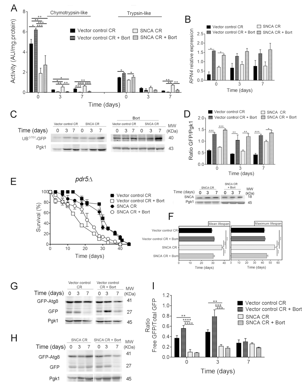 Pharmacological inhibition of the ubiquitin-proteasome system activity decreases lifespan of α-synuclein (SNCA)-expressing cells grown under caloric restriction but has no major impact on autophagy. (A) Chymotrypsin- and trypsin like activities. The assay was normalized to the total protein amount. Significance was determined by two-way ANOVA (*p≤0.05, **p≤0.01, ***p≤0.001) between cells grown under CR (0.5% glucose) conditions expressing vector control or SNCA in the presence or absence of bortezomib (Bort). (B) RPN4 mRNA relative expression levels as described in the legend of Figure 1. (C) UPS activity measured by monitoring the ubiquitin/proteasome-dependent proteolysis of the short-lived protein UBG76V-GFP. GFP was detected by Western blotting using a GFP-specific antibody. (D) Graphical representation of GFP/Pgk1 obtained by densitometric analysis. Statistical significance represented in (B) and (D) was determined by Student's t-test (*p≤0.05, **p≤0.01, ***p≤0.001) comparing caloric restricted vector control or SNCA-expressing cells in the presence or absence of Bort. (E) Chronological lifespan (CLS) and SNCA levels of pdr5Δ cells expressing SNCA grown under CR conditions, in the presence or absence of Bort. (F) Mean (50% survival) and maximum (10% survival) lifespans determined from curve fitting of the survival data from CLS. Significance was determined by two-way ANOVA (***p≤0.001) between cells grown under CR conditions expressing vector control or SNCA in the presence or absence of Bort. Autophagy flux assessed by the GFP-Atg8 processing assay (immunoblotting analysis with antibody against GFP) of caloric restricted cells expressing vector control (G) or SNCA (H) in the absence or presence of Bort. Blots represented in (G) are from the same gel, as in (H). (I) Densitometric analysis of the ratio between the free GFP versus the total GFP. Bands were quantified by Quantity One software. Significance of the data was determined by two-way ANOVA (**p≤0.01, ***p≤0.001, ****p≤0.0001) between cells grown under CR conditions expressing vector control or SNCA in the presence or absence of Bort. Data represents mean ± SEM of at least three biological independent replicas. The error bars represent the standard error of the mean (SEM).