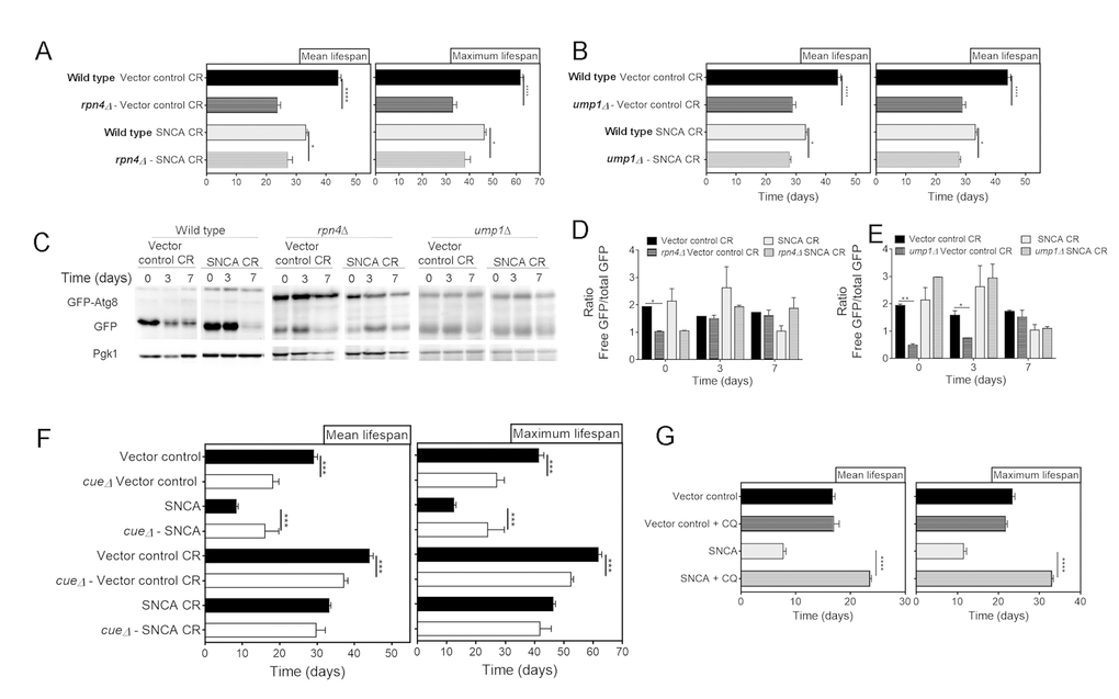 Genetic inhibition of the ubiquitin-proteasome system activity decreases lifespan of α-synuclein (SNCA)-expressing cells grown under caloric restriction conditions but has no major impact on autophagy. Mean (50% survival) and maximum (10% survival) lifespans determined from curve fitting of the survival data from CLS of caloric restricted vector control and SNCA expressing wild type cells compared with RPN4 (A) and UMP1 (B) deleted cells. (C) Autophagy flux assessed by the GFP-Atg8 processing assay (immunoblotting analysis with antibody against GFP) of wild type, rpn4Δ and ump1Δ caloric restricted cells expressing vector control or SNCA. Blots from same strain were run in the same gel. Densitometric analysis of the ratio between the free GFP versus the total GFP of rpn4Δ (D) and ump1Δ (E) cells. Data from wild type cells is repeated in (D) and (E) for easier interpretation. Bands were quantified by Quantity One software. (F) Mean and maximum lifespans determined from curve fitting of the survival data from CLS of wild type and cue5Δ cells expressing the vector control or SNCA in normal (2% glucose) or CR (0.5% glucose) growth conditions. (G) Mean and maximum lifespans determined from curve fitting of the survival data from CLS of wild type cells expressing the vector control or SNCA in the absence or presence of chloroquine (CQ). Significance was determined by Student's t-test (*p≤0.05, **p≤0.01, ***p≤0.001, ****p≤0.0001) comparing wild type with each mutant strain in the same conditions. For (G) the comparison was done between vector control or SNCA-expressing cells in the presence or absence of CQ. Data represents mean ± SEM of at least three biological independent replicas. The error bars represent the standard error of the mean (SEM).