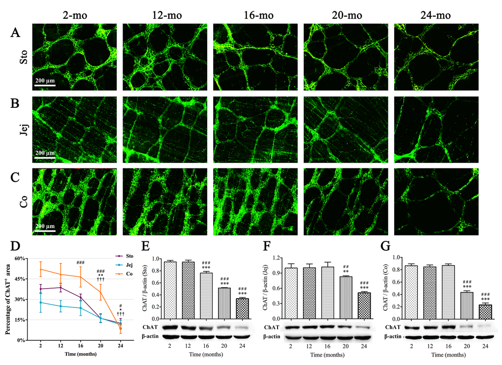 Decrease in ChAT(+) neurons in the MP of mouse GI tract with aging. ChAT immunoreactivity (green) was shown in ganglia and nerve ﬁbers. ChAT-positive area per field gradually decreased from 16 mo in stomach (A), 20 mo in jejunum (B) as well as 20 mo in colon (C), respectively. Diminished immunoreactive area density (D) and the decline in expression of ChAT protein (E-G) were observed in aging mice consistent with morphological results. Densitometric analysis of protein expressions normalized to β-actin. Statistical analysis was performed using one-way analysis of variance and data were represented as mean ± SD, statistical significance is: (D) # P P P P P P P P P 