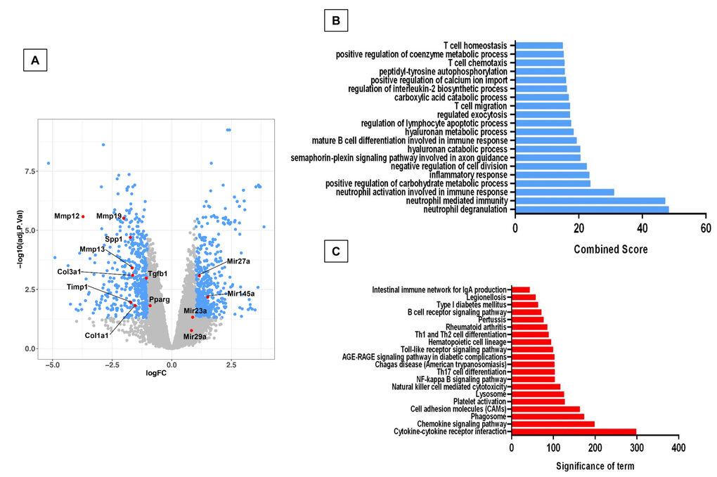 Microarray analysis of bleomycin-injured lungs of old Zmpste24 deficient mice (n=3) compared with old wildtype littermates (n=3). Lungs were obtained 21 days after bleomycin injury. (A) Volcano plot of the global gene expression profiling in lungs from old injured Zmpste24 deficient mice vs old WT mice. Each point represents the difference in expression (log fold-change) between the two groups of mice plotted against the level of statistical significance. Right blue dots represent overexpressed genes; left blue dots represent relatively downregulated genes at a significant level of pB and C) Gene ontology (B) and KEGG (C) functional analysis. The most significant 20 terms are shown. Threshold criteria considered for the analysis are log fold-change > 1 or 0.5 or z-0.5 for miRnas.