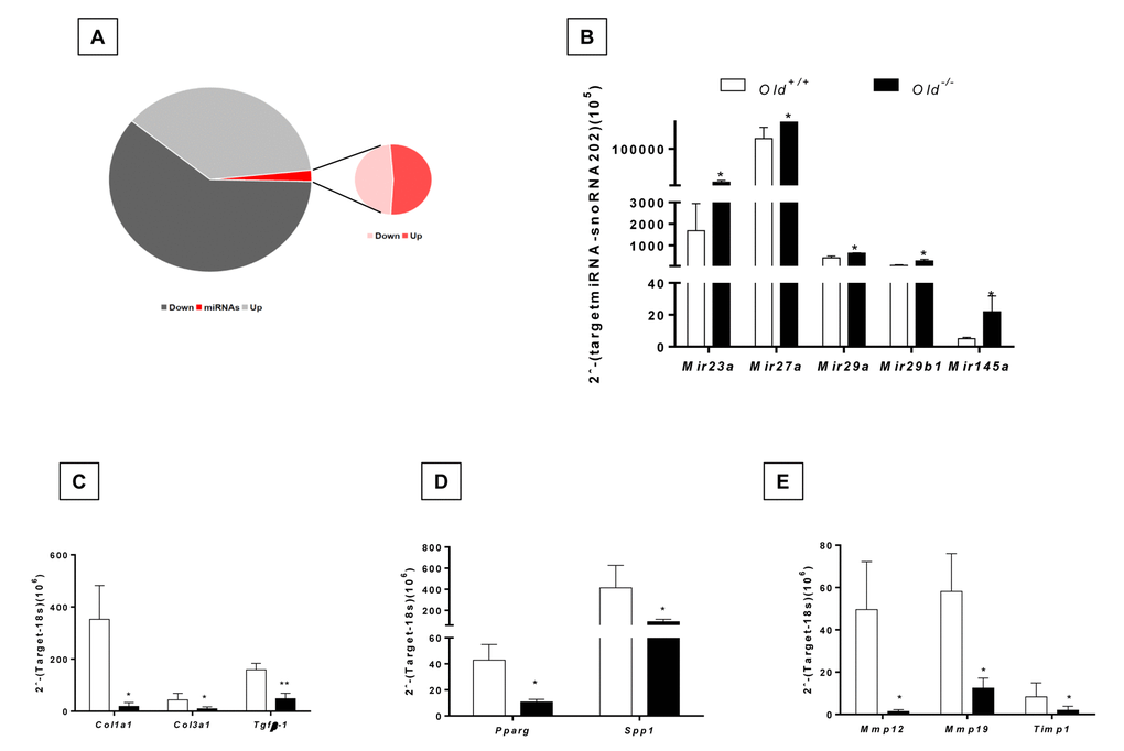 Dysregulated miRNA expression and gene targets of bleomycin-treated lungs of old Zmpste24 deficient mice (n=3) compared to old WT (n=3) analyzed by quantitative RT-PCR. (A) Pie graph showing significantly different mRNA (up= 627, down= 538) and miRNAs (up= 22, down= 20) in lungs of Zmpste24 deficient mice compared with their WT counterparts after bleomycin damage. (B) Expression levels of selected miRNAs. Gene expression of (C) miR29 targets, (D) miR27a targets, (E) mir145a targets. White bars represent mean expression in WT lungs, and black bars represent mean expression in Zmpste24 deficient mice ± S.E.M. *p p