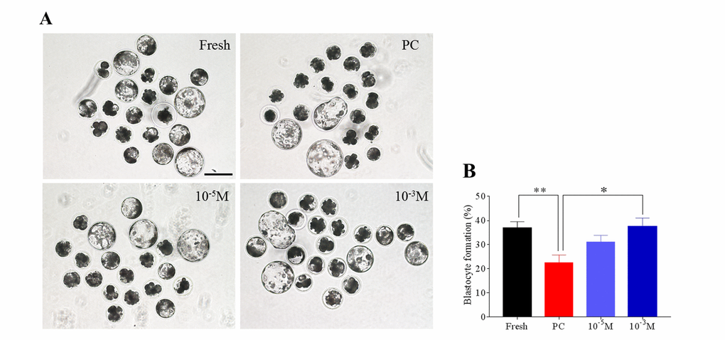Melatonin enhances the blastocyst formation rate of prolonged-culture oocytes. Porcine oocytes matured in vitro were continuously cultured in medium supplemented with or without melatonin (10−3 or 10−5 M) for 24 h. Oocytes were pathogenetically activated and then cultured for 7 days to examine the blastocyst formation rate. Views of blastocysts (A) and blastocyst formation rate (B) of fresh, prolonged-culture, and prolonged-culture + Mel oocytes. The data are presented as the mean ± SEM of at least three independent experiments. Bar=200 μm; PC, prolonged-culture; Mel, melatonin; *PP