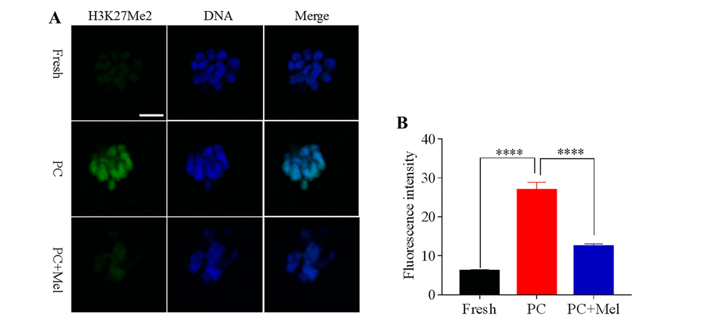 Effect of melatonin on histone methylation at H3K27me2 of prolonged-culture oocytes. Porcine oocytes matured in vitro were continuously cultured in medium supplemented with or without 10−3 M melatonin for 24 h. (A) Representative images of fresh, prolonged-culture and prolonged-culture + Mel oocytes stained with H3K27me2 antibody. (B) Quantitative analysis of H3K27me2 ﬂuorescence intensity. PC, prolonged-culture; Mel, melatonin, Scale bar=100 μm. The data are expressed as the mean ± SEM of at least three independent experiments, **** P