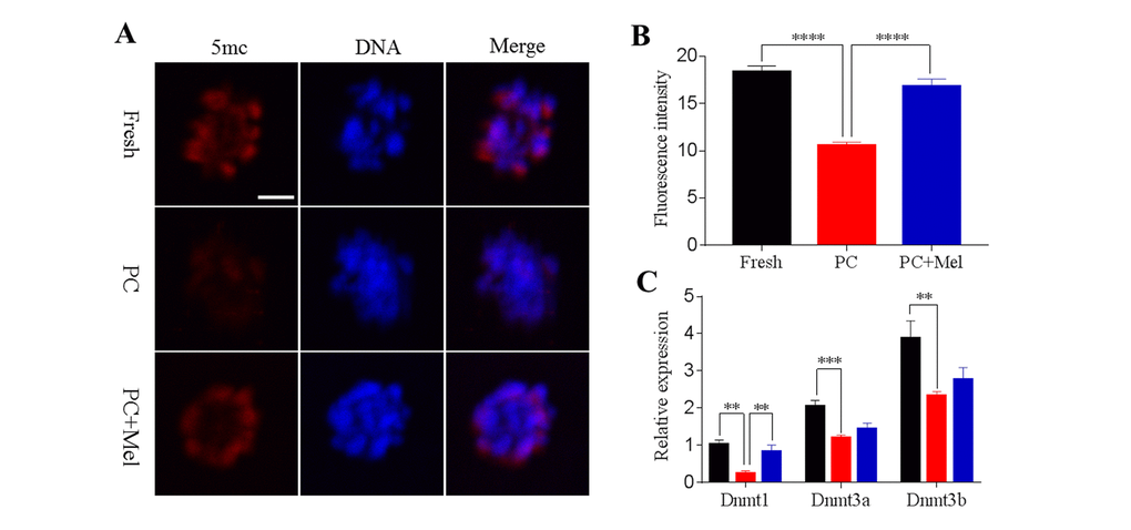 Effects of melatonin on global genomic DNA methylation and DNMT expression in prolonged-culture oocytes. Porcine oocytes matured in vitro were continuously cultured in medium supplemented with or without 10−3 M melatonin for 24 h. (A) Representative images of fresh, prolonged-culture, and prolonged-culture + Mel oocytes stained with 5mc antibody. (B) Quantitative analysis of 5mc ﬂuorescence intensity. (C) Expression of DNMT1, DNMT3A, and DNMT3B in fresh, PC, and PC + Mel oocytes. The data are presented as the mean ± SEM of at least three independent experiments. Scale bar=100 μm; PC, prolonged-culture; Mel, melatonin; **P0.01, *** PP