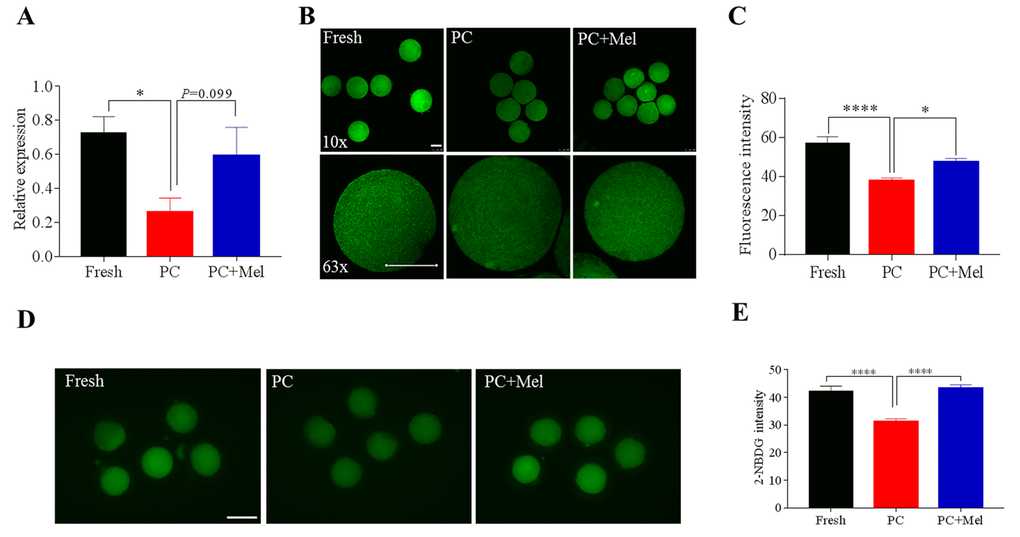 The effect of melatonin on NNAT expression and the glucose uptake of prolonged-culture oocytes. Porcine oocytes matured in vitro were continuously cultured in medium supplemented with or without 10−3 M melatonin for 24 h. (A) NNAT mRNA levels in the fresh, prolonged-culture, and prolonged-culture + Mel oocytes. (B) Representative images of fresh, prolonged-culture and prolonged-culture + Mel oocytes stained with NNAT antibody. (C) Quantification of the NNAT protein level. (D) Representative images of fresh, prolonged-culture and prolonged-culture + Mel oocytes stained with 2-NBDG. (E) Quantification of the 2-NBDG level. PC, prolonged-culture; Mel, melatonin; Scale bar=100 μm. The data are presented as the mean ± SEM of at least three independent experiments. *PP