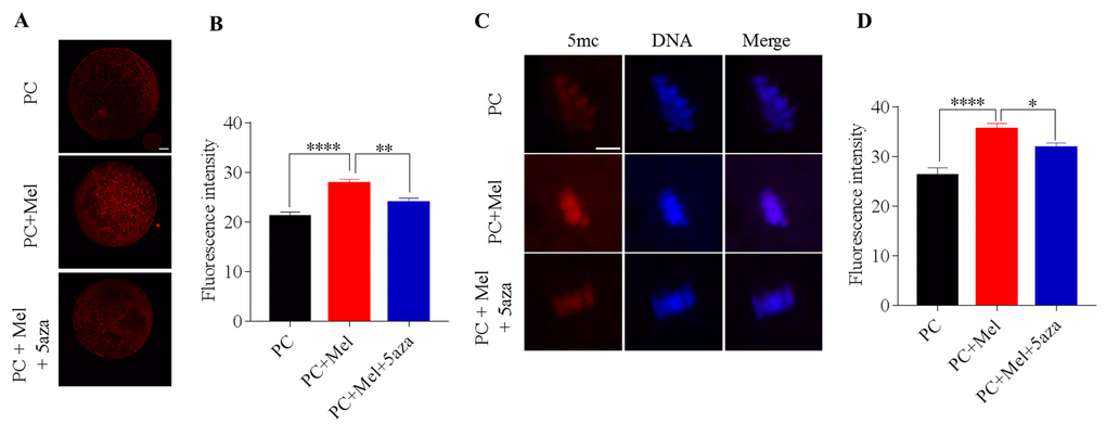 DNA methyltransferase (DNMT) inhibitor 5-aza attenuated the protective role of melatonin on genomic DNA methylation in prolonged-culture oocytes. Porcine oocytes matured in vitro were continuously cultured for 24 h or in medium supplemented with 10−3 M melatonin or 10−3 M melatonin plus 1 μM 5-aza for 24 h. (A) Representative images of oocytes stained with DNMT1 antibody; (B) Quantification of DNMT1 fluorescence intensity in the prolonged-culture, prolonged-culture + Mel, and prolonged-culture + Mel + 5-aza oocytes. (C) Representative images of oocytes stained with 5mc antibody; (D) Quantification of 5mc fluorescence intensity in the prolonged-culture, prolonged-culture + Mel, and prolonged-culture + Mel + 5-aza oocytes. Scale bar, A=25 μm, B=5 μm; PC, prolonged-culture; Mel, melatonin; *P0.05, ** PP