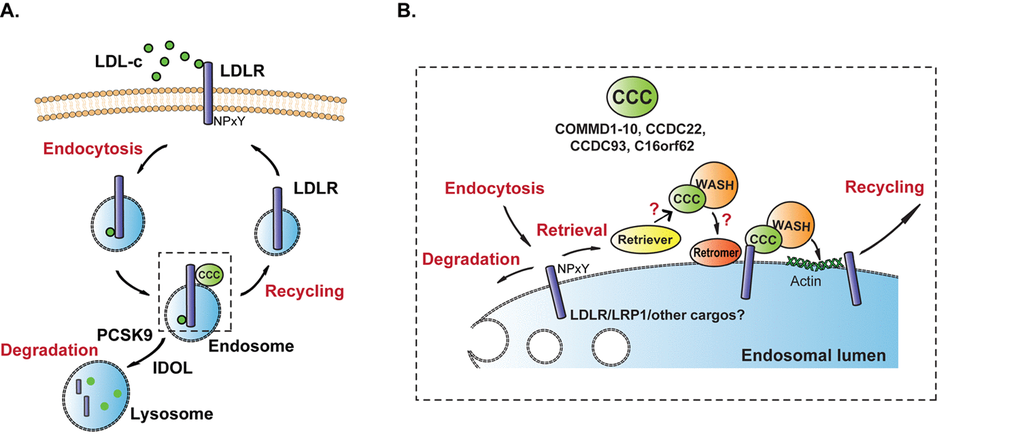 Working model of the endosomal recycling mechanism of LDLR. (A) LDLR and LDL-c are both endocytosed. LDLR can be directed to the lysosome for proteolysis, which is promoted by the proteins PCSK9 and IDOL, or it can be recycled and transported from the endosomes back to the cell surface. (B) Magnification of inset in A. At the endosomes LDLR is retrieved from the degradation pathway and directed to the recycling pathway. The CCC complex is formed by the COMMD proteins (COMMD1-10) and the core proteins (CCDC22, CCDC93 and C16orf62). The recycling is facilitated by the CCC and WASH complexes via a direct interaction between COMMD1 and LDLR. COMMD1-LDLR interaction is dependent on the NPxY domain in the cytosolic tail of LDLR. Loss of any CCC component (either a COMMD protein or a core component) destabilizes the complete CCC complex and results in diminished recycling of LDLR. The recruitment of the CCC and WASH complexes to the endosomes is partially dependent on retromer (VPS35, VPS29, VPS26), but it is still unclear whether LDLR recycling is retromer-dependent. Recently, retriever (DSCR3/VPS26c-C16orf62/VPS35L-VPS29) has been identified as a complex that retrieves transmembrane proteins from degradation pathways. Retriever is associated with the CCC complex but its exact function and its molecular organization in the CCC-WASH axis and in LDLR trafficking is still unclear. Like LDLR, also the recycling of the lipoprotein receptor LRP1 is dependent on the CCC complex, however, which other transmembrane proteins are recycled by the CCC complex remains to be determined.