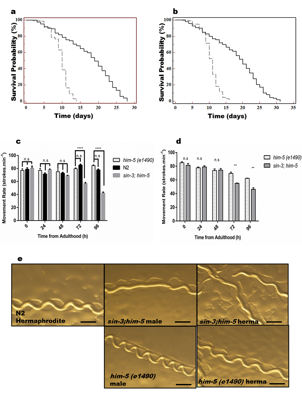 sin-3 deletion causes reduction in lifespan. Kaplan-Meier survival curve showing the lifespan of sin-3;him-5 (dotted lines) and him-5(e1490) (solid lines) worms in (a) hermaphrodites and (b) males. Both hermaphrodites and males with sin-3 deletion manifest significant reduction in mean lifespan. (c) Movement rate in sin-3;him-5 hermaphrodites is compromised. Body bends are represented as strokes per minute. 20 hermaphrodites per strain were evaluated and the experiment was repeated thrice. (d) Movement rate in sin-3;him-5 males is compromised as compared to him-5 mutant males. Body bends are represented as strokes per minute. 20 males per strain were evaluated and the experiment was repeated thrice. (e) Pictures representing the tracks formed by nematodes of strains mentioned. (ns, non-significant; **p  0.05; ****p  0.001 and denotes the comparison with respect to him-5 (e1490); One-way ANOVA performed). The images were captured using Nikon stereoscopic zoom microscope at 5X zoom. Scale is equivalent to 200 pixels.