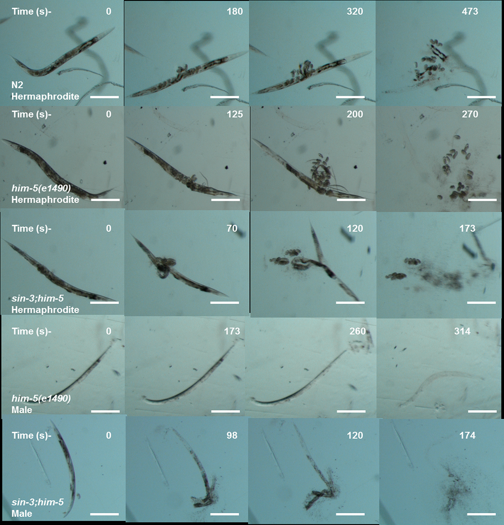 Cuticle disintegration is rapid in sin-3;him-5 mutants. The representative images depicting time in seconds for first major break in cuticles (second row) till complete disintegration of the cuticle (last row) for sin-3;him-5 hermaphrodites and males as compared to isogenic control him-5(e1490) and wild-type worms.