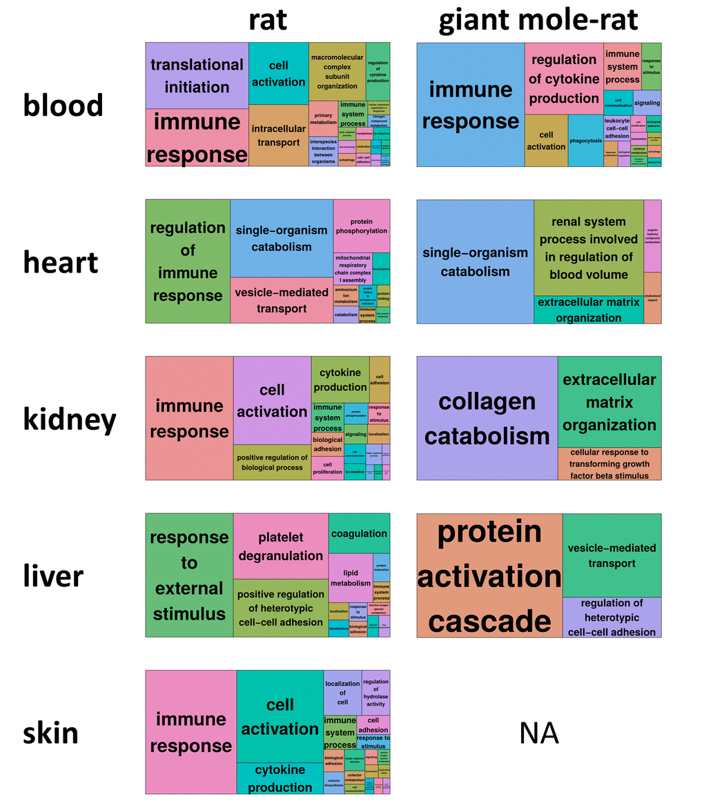 REVIGO treemap summary of gene ontology processes that are significantly enriched (false discovery rate [FDR]  For each species and tissue, the superclusters, i.e., the highest summarization level of gene ontology processes, as identified by REVIGO [13] are shown. Each rectangle painted with a unique color represents a supercluster. The colors only serve to distinguish superclusters. The size of the rectangles represents their p-value, i.e., largest rectangles represent the most significant superclusters. For giant mole-rat skin, no treemap could be generated since no gene ontology process was significantly enriched (Fig. 1b). Corresponding REVIGO treemap summarizations are provided as high-resolution Figures S1-S9, showing also the clusters within the superclusters.