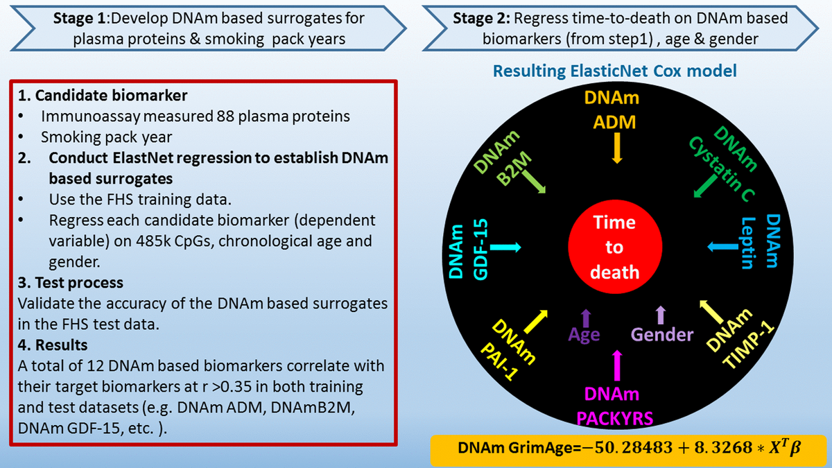DNA methylation GrimAge strongly predicts lifespan and healthspan