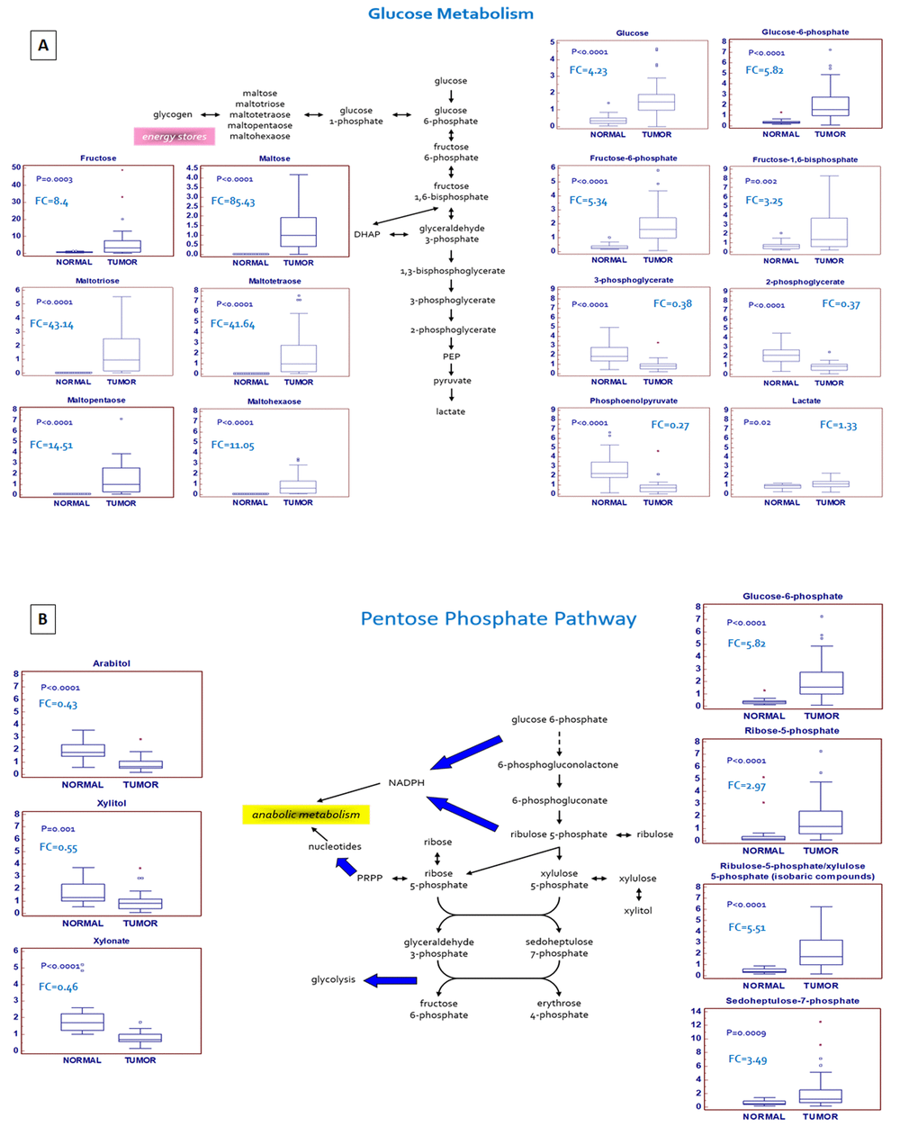 Schematic model summarizing the differences in glucose metabolism (A) and pentose phosphate pathway (B) between normal and tumor tissue.