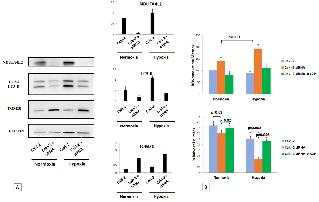 Immunoblot analysis of Caki-2 cells cultured under normoxic (21% O2) or hypoxic (1% O2) conditions for 18 hr and probed against NDUFA4L2, LC3, and TOM20 antibodies. Beta actin was used as a loading control (A). The silencing of NDUFA4L2 impairs cancer cell proliferation, inhibits the autophagic machine, and increases the levels of the mitochondrial protein TOM20, especially in hypoxic conditions (B). Cell proliferation was restored when NDUFA4L2-silenced cells were pre-treated with ascorbic acid 2-phosphate (AA2P) (B).