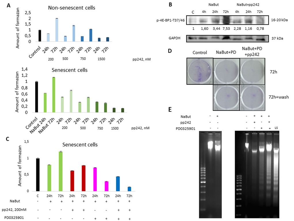 mTORC1 suppression does not rescue viability of senescent ERas cells exposed to the MEK/ERK inhibitor. (A)Viability of control and senescent ERas cells exposed to mTOR inhibitor pp242 (200 nM, 500 nM, 750 nM, 1500 nM), as assayed by MTT test. (B) Suppression of 4E-BP1 phosphorylation by pp242 in senescent ERas cells monitored by Western-blotting. Numbers below represent densitometry of the bands. (C) Viability of senescent ERas cells exposed to pp242 (200 nM) and MEK/ERK inhibitor PD0325901 (PD, 1 µM) assayed by MTT test. (D) Senescent cells are unable to restore proliferation after MEK/ERK suppression. Cells were exposed to NaBut, PD0325901 and pp242 for 72h then supplemented with a medium without inhibitors for 48 h. Cells were stained with Crystal Violet. (E) Senescent ERas cells undergo apoptosis upon mTORC1 and MEK/ERK suppression. DNA fragmentation analysis in 1,5% agarose gel electrophoresis. Serum- starved ERas (LS) were used as positive control for apoptotic DNA fragmentation.