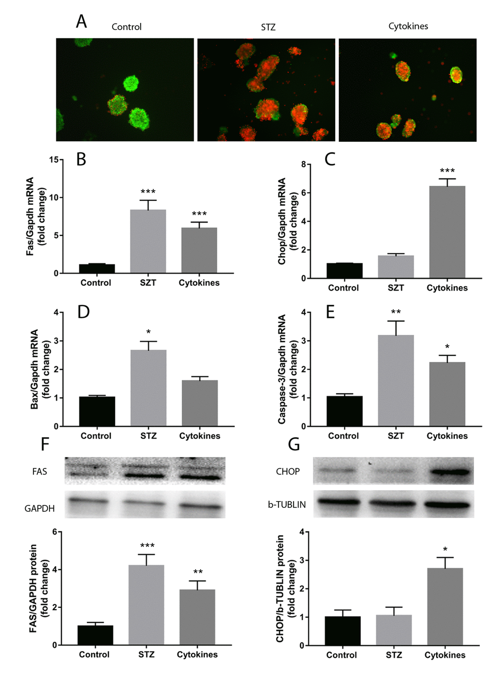 Islets injury induced by STZ or cytokines in vitro. Islets isolated from ICR mice were treated with STZ or TNFα, IL-1β and IFNγ cytokines cocktail. (A) AO/PI staining of islets with STZ, cytokines and control. (B-E) qRT-PCR measured the expression of apoptosis and endoplasmic reticulum stress related genes (Fas, Chop, Bax, Caspase-3) in islets after different treatment. (F, G) FAS and CHOP quantification by western blot. The data are presented as mean±SEM of three independent experiments. *, **, *** denote a significant difference between STZ or cytokines treatment and control (* PPP