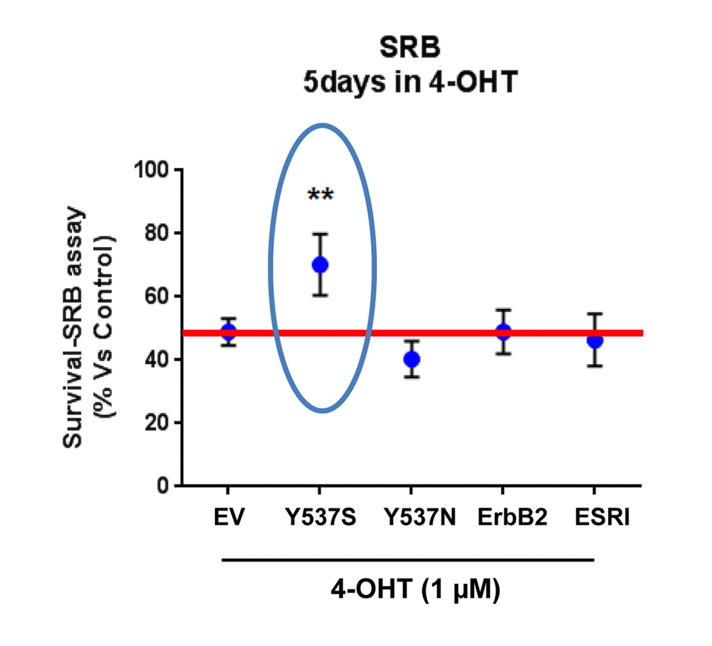 Lentiviral transduction with the ESR1 (Y537S) mutation is sufficient to stably confer Tamoxifen-resistance in MCF7 cell monolayers: Effects on cell viability. Briefly, MCF7 cells were stably-transduced with either ESR1 (WT, Y537S, or Y537N) or ErbB2 (HER2), to genetically create a clinically relevant model of hormone therapy resistance. Vector alone control MCF7 cells were generated in parallel (empty vector; EV; p-EV-105-puroR), as a negative control. Importantly, note that MCF7-Y537S cells clearly show resistance to 4-OHT (1 µM). The SRB assay was performed as a measure of cell viability and the experiment was carried out for 5 days. In contrast, 4-OHT has significant inhibitory effects on the viability of the other MCF7 cell lines. ** p