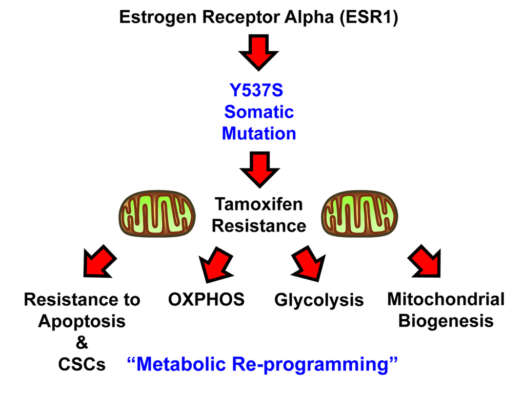 Schematic diagram summarizing the role of the ESR1-Y537S mutation in driving Tamoxifen-resistance. Note that the Y537S mutation induces metabolic reprogramming, with the hyper-activation of both mitochondrial and glycolytic energetic pathways.