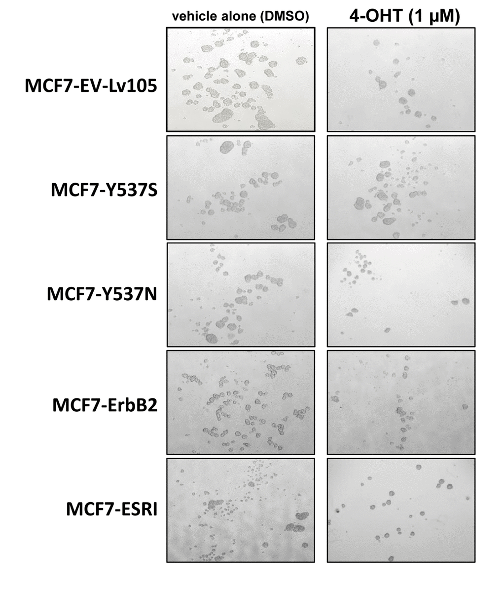 MCF7-Y537S cells are resistant to the inhibitory effects of Tamoxifen during mammosphere formation: Representative images. Note that overall 4-OHT (1 µM) treatement reduces mammosphere formation; however, MCF7-Y537S cells remain largely unaffected. Representative images are shown. The MCF7-Y537S cells show an obvious resistance to 4-OHT. The images were obtained with an Olympus microscope (4X objective, bright field).