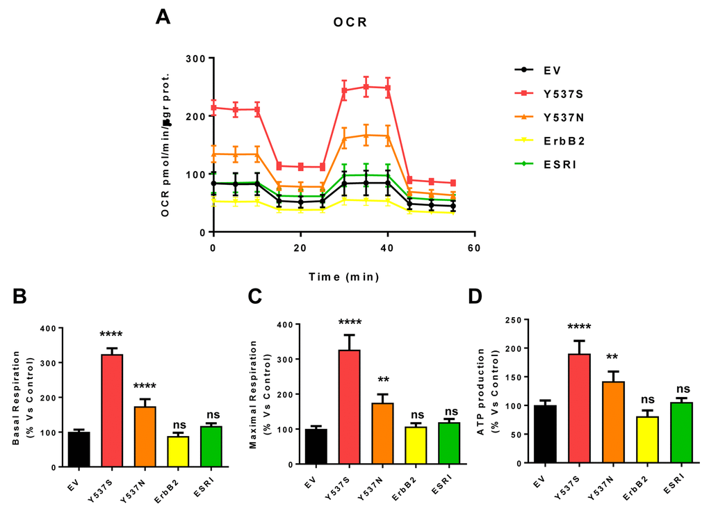 MCF7-Y537S cells show a significant increase in mitochondrial oxygen consumption rate (OCR) and ATP production. The Seahorse XFe96 metabolic-flux analyzer was employed to determine mitochondrial function in all of the MCF7 cell transfectants, after 48 hours of pre-treatment with 4-OHT (1 µM). (Panel A) A representative line graph of 3 independent experiments is shown (+/- SEM). (Panels B, C and D) Note that respiration (basal and maximal), as well as ATP levels, were significantly increased in MCF7-Y537S and MCF7-Y537N cells. However, MCF7-Y537S cells showed that largest increases. ** p 