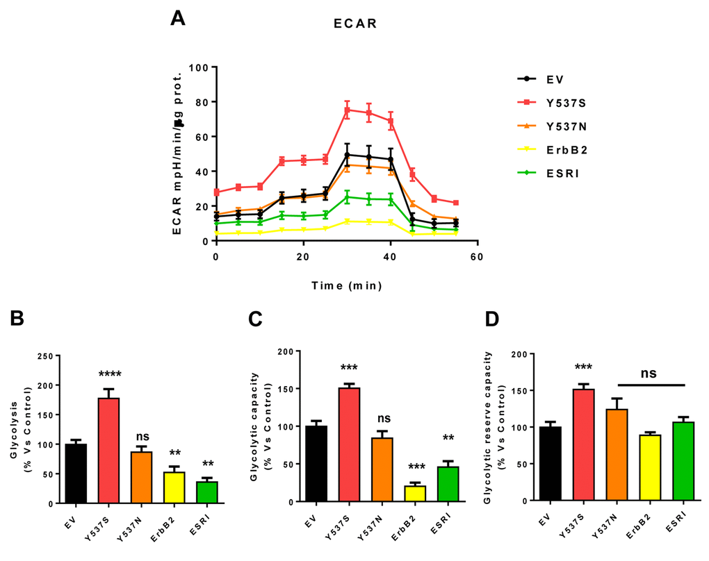 MCF7-Y537S cells show a significant increase in extracellular acidification rate (ECAR) and glycolysis levels. The Seahorse XFe96 metabolic-flux analyzer was employed to determine the metabolic function of all transfected cells after 48 hours of treatment with 4-OHT (1 µM). (Panel A) A representative line graph of 3 independent experiments is shown (+/- SEM). (Panel B) Glycolysis was significantly increased only in MCF7-Y537S cells and reduced in MCF7-ErbB2 and MCF7-ESRI cells. (Panel C) Glycolytic capacity was significantly increased only in MCF7-Y537S and reduced in MCF7-ErbB2 and MCF7-ESRI cells. (Panel D) Glycolytic reserve capacity was significantly increased only in MCF7-Y537S cells. ** p 