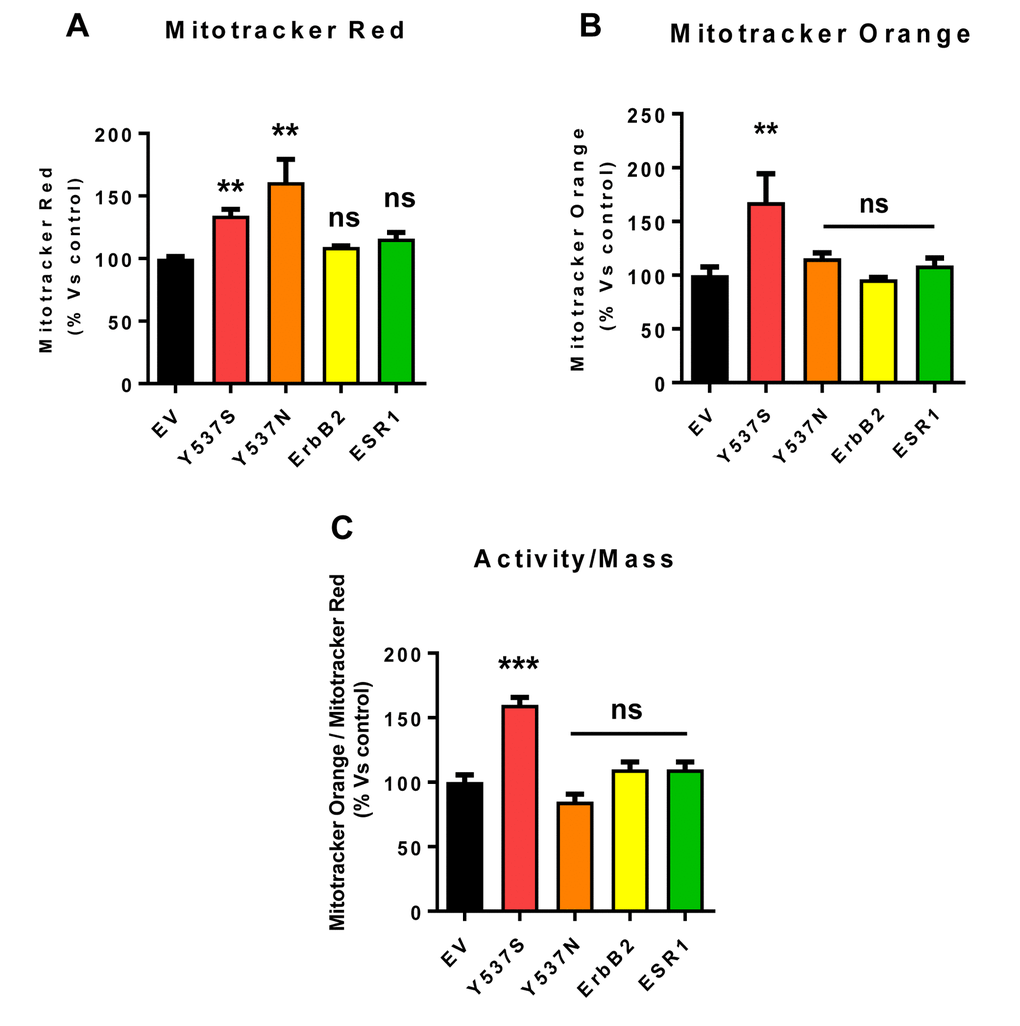 Mitochondrial biogenesis and membrane potential are increased in MCF7-Y537S cells, in the presence of 4-OHT. To determine the possible effects of the Y537S mutation on mitochondrial biogenesis and membrane potential, MCF7-Y537S cells were subjected to flow-cytometry, using MitoTracker probes. FACS analysis was carried out on MCF7 transfected cells after pre-treatment with 4-OHT. (Panels A and B) Note that MCF7-Y537S and MCF7-Y537SN cells show a significant increase in mitochondrial mass (MitoTracker Deep-Red), but an increased mitochondrial membrane potential (MitoTracker Orange) was observed only in MCF7-Y537S cells in growth media with 4-OHT (1 µM). (Panel C) Finally, the ratio (activity/mass) of mitochondrial membrane potential (MitoTracker Orange) and mitochondrial mass (MitoTracker Deep-Red) was increased only in MCF7-Y537S cells, in growth media containing 4-OHT. ** p 