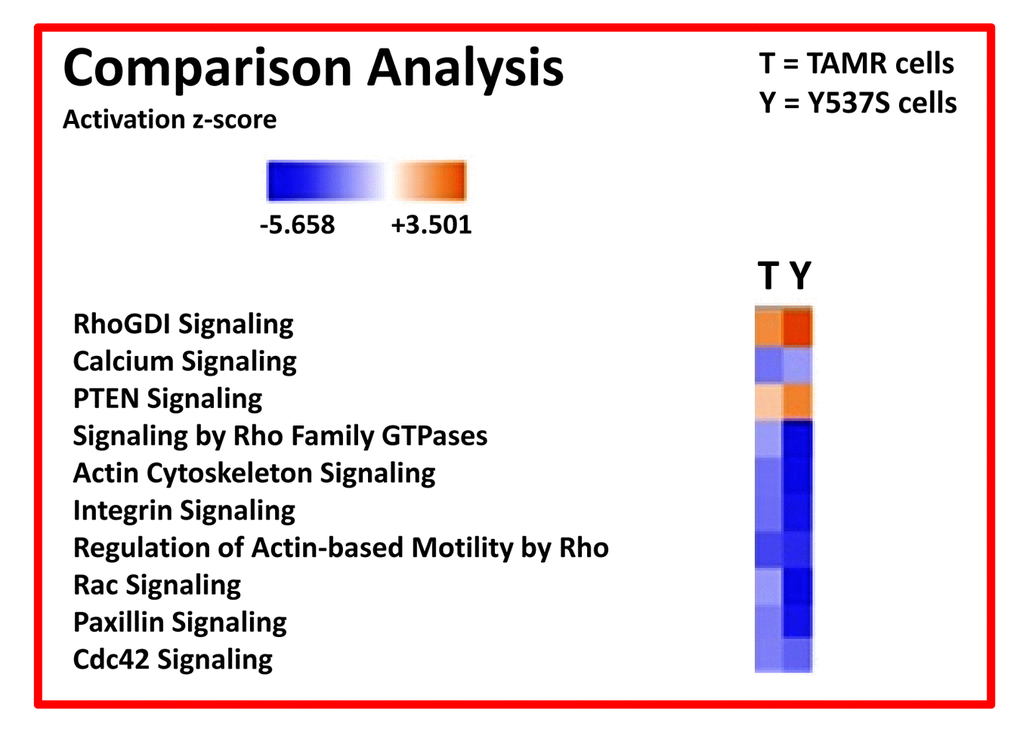 Ingenuity Pathway Analysis (IPA) of proteomics data sets obtained from two distinct Tamoxifen-resistant breast cancer cell lines (TAMR vs. MCF7-Y537S cells). The canonical signaling pathways predicted to be altered are shown. Briefly, both 4-OHT resistant cell lines (TAMR vs. MCF7-Y537S) were compared to each other, as well as with MCF7 control cells, all grown as monolayers. HeatMaps of the top 10 regulated canonical pathways are shown. A positive z-score (Orange) points towards the activation of a signalling pathway, while a negative z-score (Blue) indicates the inhibition of a pathway (p 