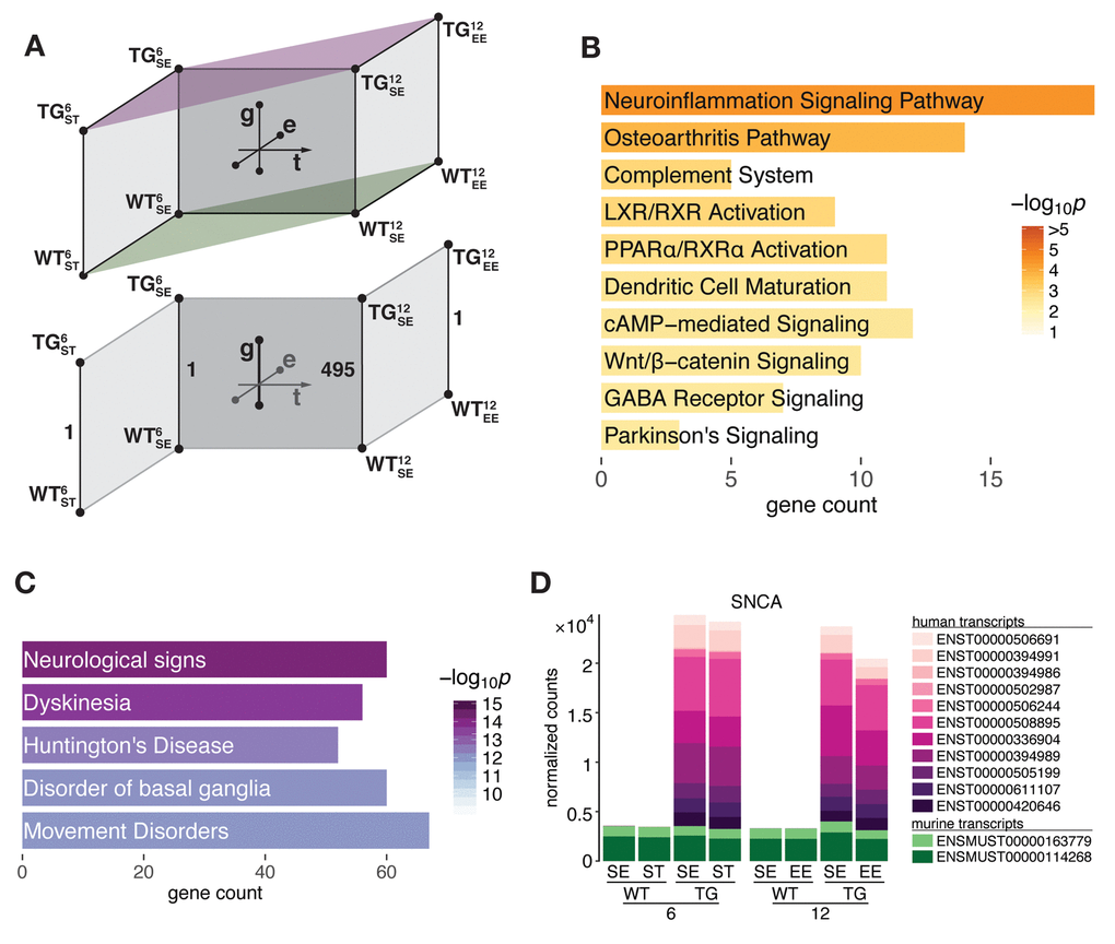 SNCA overexpressing mice developed hippocampal transcriptome disturbances in an age-dependent manner between 6 and 12 months of age. (A) Schematic diagram of experimental groups along the genotype (wildtype WT, transgenic TG), age (6 and 12 months), and environment (standard environment SE, enriched environment EE, stress ST) axis that were used to determine differential expression in the hippocampal transcriptome of mice. Lower part highlights age-dependent increase of DEGs in TG animals in SE. (B) Overrepresented pathways among 495 DEGs derived for 12-month-old TG mice in SE. Ten most significant terms, their adjusted p values, and overlapping DEG count shown. (C) Disease aspects and biological functions overrepresented among 495 DEGs. Top five significant terms shown. (D) Composition and relative expression levels of murine and human SNCA transcript isoforms.