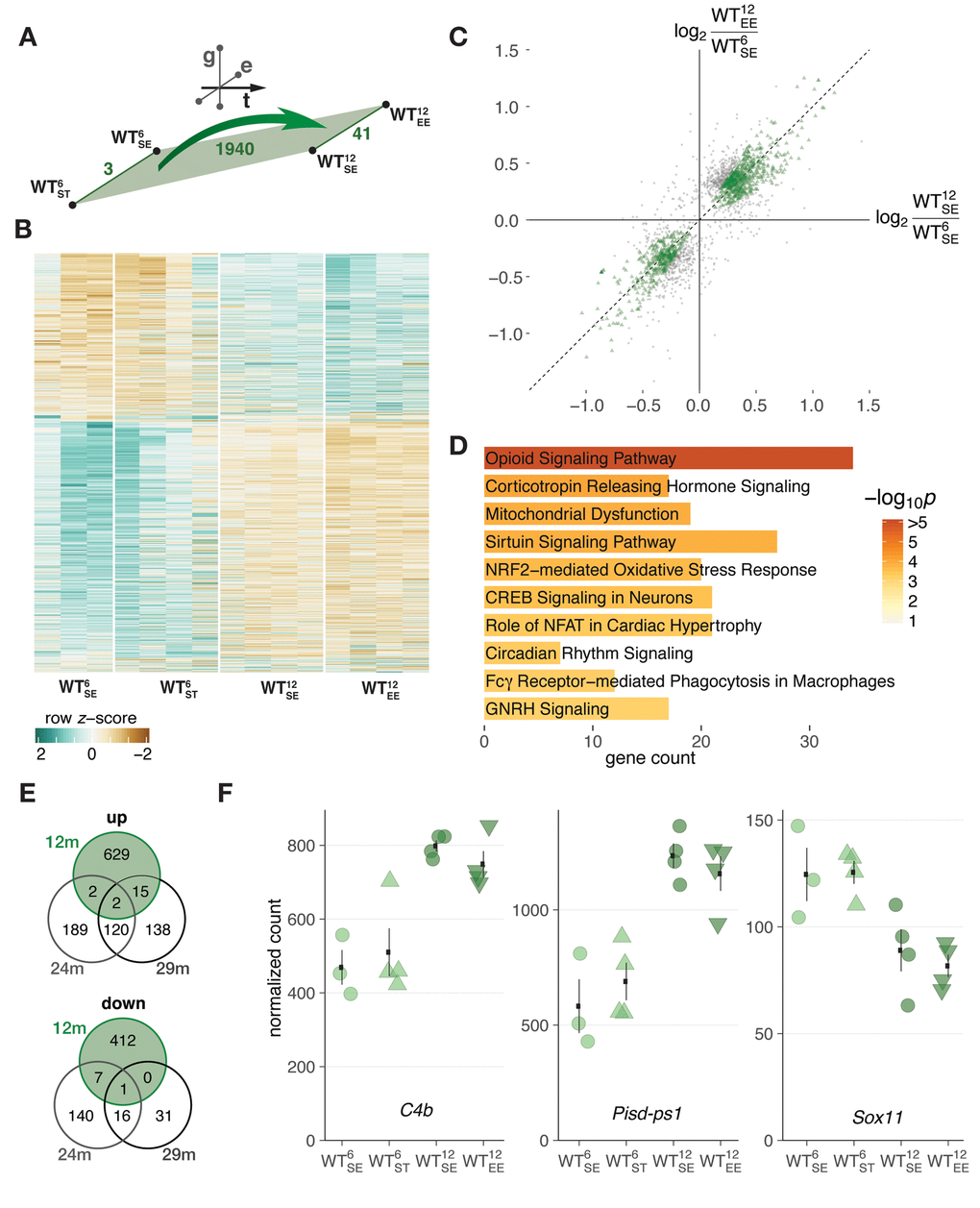 Midlife aging in WT mice was associated with hippocampal gene expression changes largely irrespective of environmental condition. (A) Schematic diagram showing number of DEGs derived from comparing 6- and 12-month-old WT mice. (B) Heatmap of hierarchically clustered z-scores for 1940 DEGs derived from comparing 6- and 12-month-old WT mice across environmental conditions. (C) Scatter plot of gene expression changes between 6- and 12-month-old WT mice with respect to standard (x-axis) and enriched (y-axis) environment. 1251 DEGs within the 50% window around the ordinary diagonal coloured in green. (D) Enriched pathways for 1251 DEGs from (C). Ten most significant terms, their adjusted p values, and overlapping DEG count shown. (E) Venn diagrams comparing DEGs identified between 6- and 12-month-old WT mice with known age-regulated genes in the hippocampus of 24- and 29-month-old mice [16]. (F) Expression changes of C4b, Pisd-ps1, and Sox11 between 6- and 12-month-old WT mice plotted as individual data points with mean ± SEM.