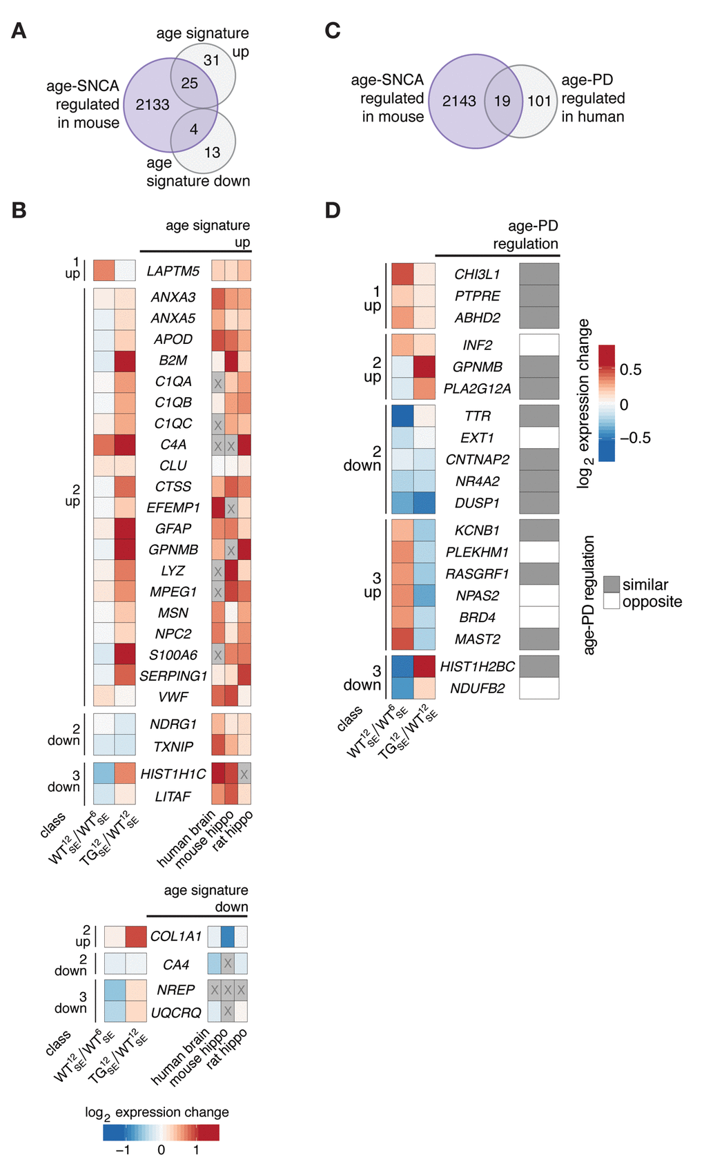 Age-SNCA-dependent expression changes in mouse resembled age- and PD-dependent expression signatures in human. (A) Venn diagram comparing 2162 age-SNCA-regulated DEGs (see Fig. 3B) with a cross-species age signature gene set [14]. (B) Left panel shows WT12SE/WT6SE and TG12SE/WT12SE expression changes for 29 DEGs grouped by their class assignment that overlap with an age signature gene set (see A). Right heatmap reflects age-related expression changes in human brain as well as in mouse and rat hippocampus [14]. Greyed-out cells: no information. (C) Venn diagram comparing 2162 age-SNCA-regulated DEGs (see Fig. 3B) with genes known to change expression with respect to both age and PD in human [21]. (D) Left panel shows WT12SE/WT6SE and TG12SE/WT12SE expression changes for 19 DEGs grouped by their class assignment that overlap with the age-PD signature gene set (see C) [21]. Right panel indicates whether age- and PD-dependent expression changes in human are similar or opposite in direction [21].