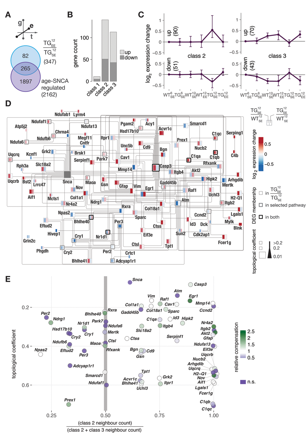 Environmental enrichment largely prevented age-SNCA-dependent disturbances and activated topologically relevant genes in the SNCA interactome with respect to both disturbance modes. (A) DEGs identified in response to EE for 12-month-old TG animals compared to 2162 age-SNCA-regulated DEGs (see Fig. 3B). (B) Distribution of 265 overlapping DEGs (see A) with respect to their cluster/class assignments (see Fig 3C). (C) Gene expression modulation of 265 DEGs overlapping with class 2 or 3 (254 total) that significantly responded to the EE in TG animals. Expression medoids and standard deviation as well as cluster cardinalities shown. (D) Interaction network of DEGs attributed to the most significantly overrepresented pathway per cluster in class 2 and 3 (see Fig. 3E) and their relations to DEGs identified in TG12EE/TG12SE. Node colour indicates expression change of a gene in TG12SE/WT12SE and TG12EE/WT12SE. Node stroke reflects origin of a DEG, and node size its topological relevance in the network. Edges according to IPA knowledgebase (see Methods for details). (E) Characterisations of network genes (see D) with respect to their topological relevance and class 2 / 3 neighbourhood ratio. Node colour indicates relative compensation of gene expression change observed in TG animals through provision of EE. DEGs not significantly responding to the EE in TG animals shown in dark purple.