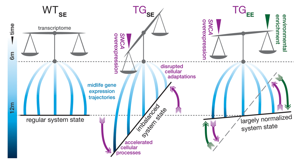 Graphical summary. In standard environmental conditions, SNCA overexpression in TG mice (TGSE) imbalances the hippocampal transcriptome and interferes with gene expression adaptations in midlife so that some cellular processes become accelerated, while others fail to adapt age-adequately in comparison to WT animals (WTSE). Provision of environmental enrichment to TG animals (TGEE) prevents and counter-balances these disturbances so that a near-normal system state can be maintained despite persistent SNCA overexpression.