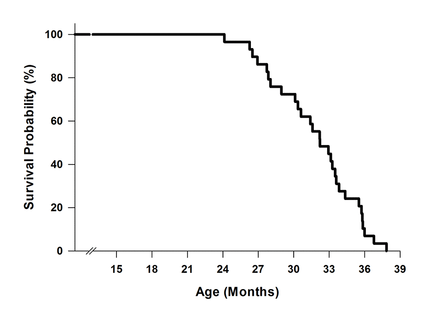 Survival curve of C57BL/6 mice (n=29). Mice were aged in the Animal Science Center at Boston University. Mortality occurred when mice either died unexpectedly or were euthanized due to morbidity.