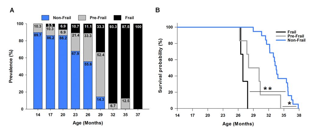 Frailty: onset, prevalence and mortality. (A) The prevalence of frailty across the lifespan. The frailty status was based on the cut-off values of each criterion determined at 23 months of age (Figure 2). The numbers within each bar graph represent the percentage associated with frail (black), pre-frail (grey), and non-frail (blue) for each age. The onset of frailty was identified at 17 months of age (3.5% prevalence). (B) Kaplan-Meier survival curves estimated over the lifespan by frailty status. * indicates p