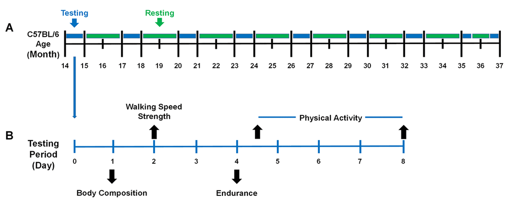 The performance testing timeline of the mice across the lifespan. (A) Mice were evaluated periodically between 14 – 37 months of age. Mice were housed in their cages without testing (green) and were evaluated for performance (blue) every three months. It required one month to test the entire cohort (blue) because 8 mice were evaluated each week during the testing period. (B) During the testing period, mice were evaluated for frailty using the five criteria (body composition, walking speed, strength, endurance, and physical activity). Day 1: Body composition included body weight and body fat percentage assessed by Dual-energy X-ray absorptiometry (DEXA). Day 2: Walking speed and strength were evaluated by rotarod and a grip strength meter. Day 4: Endurance was evaluated using a treadmill test and then the mice were placed in voluntary wheel running cages. Day 8: Mice were returned to their original cages. A total of 4 testing periods were performed in a month.
