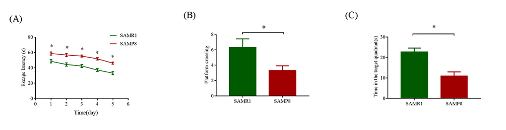 MWM test used to evaluate the learning and memory ability in SAMP8 and SAMR1 of 8-month-old mice. (A) Mean escape latency in the hidden platform test. (B) Number of crossings in the probe trial test. (C) Time spent in the target quadrant in the probe trial test. The data were presented as the mean ± SEM; *P 