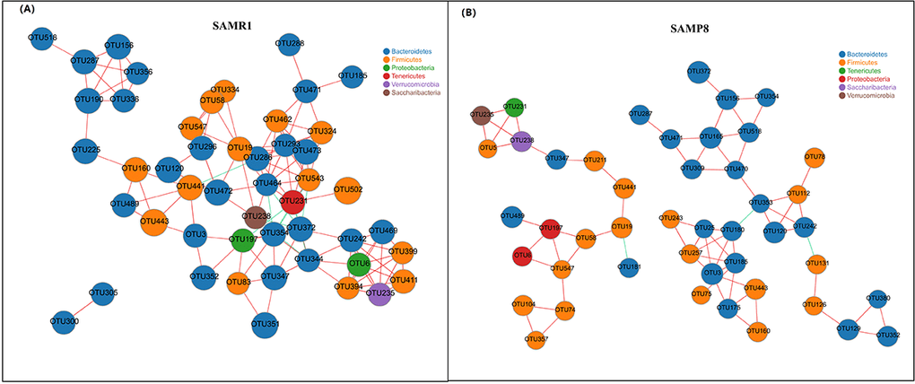 Correlation network analysis of the 50 most abundant OTUs for (A) SAMR1 and (B) SAMP8. Networks show significant positive (red) and negative (green) pairwise correlations between operational taxonomic units (OTUs). OTUs are colored by phylum affiliation and sized by mean relative abundance.