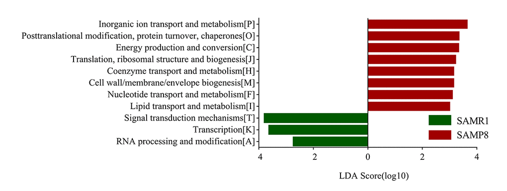 COG category differences in metagenome between the SAMP8 and SAMR1 analyzed by LEfSe analysis (LDA> 2.5, P Histogram of the LDA scores for differentially abundant COG categories.