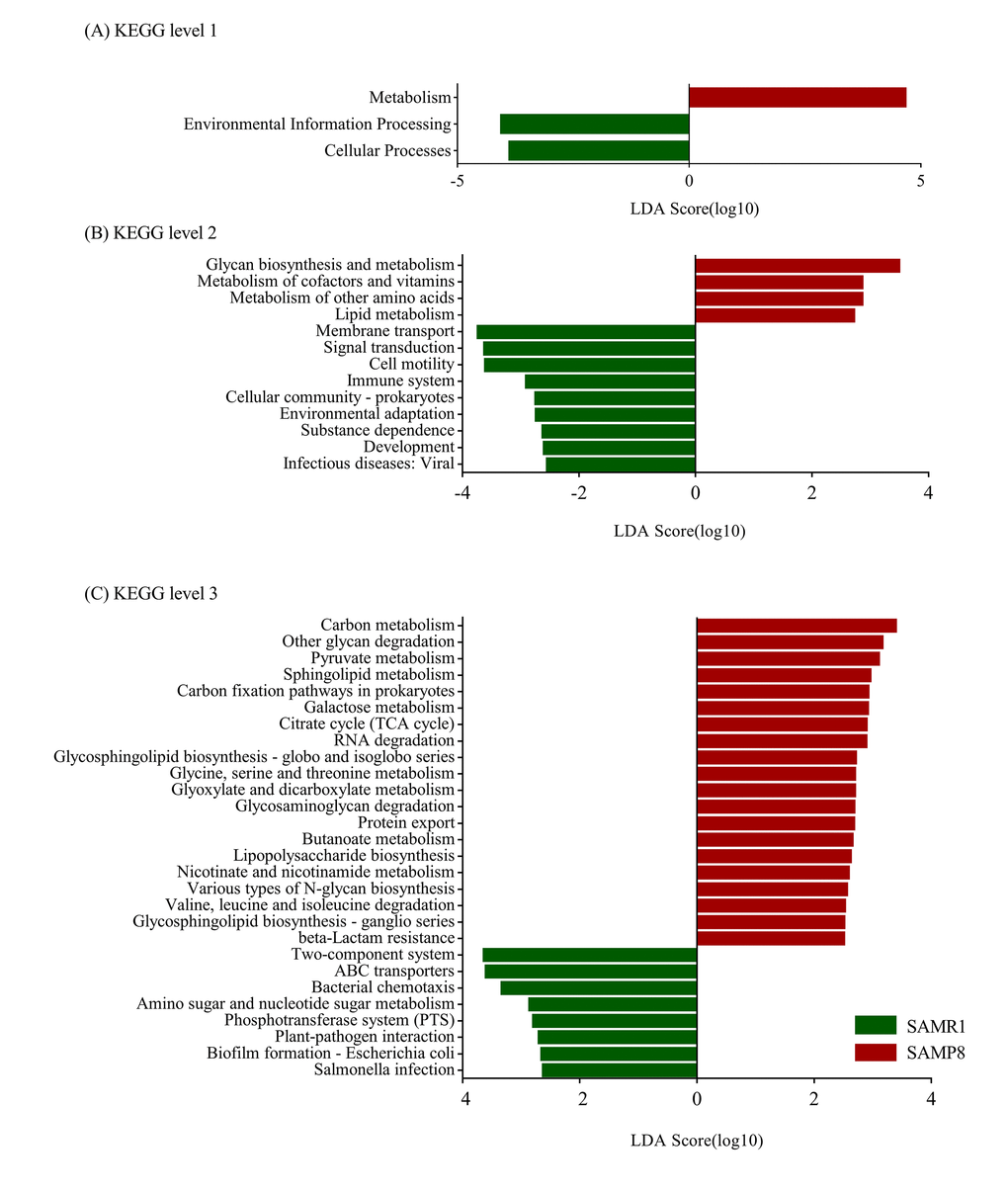 Plots of KEGG pathways comparisons between SAMP8 (green) and SAMR1 (red) at levels 1 (A), 2 (B), and 3 (C) analyzed by LEfSe analysis (LDA> 2.5, P). Histogram of the LDA scores for differentially abundant KEGG pathway.