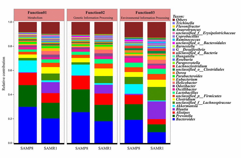 Comparison of functional genes related to KEGG pathways at level 1 and their contributing species in SAMP8 and SAMR1.